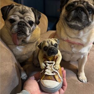 PUG IN CONVERSE SNEAKER!